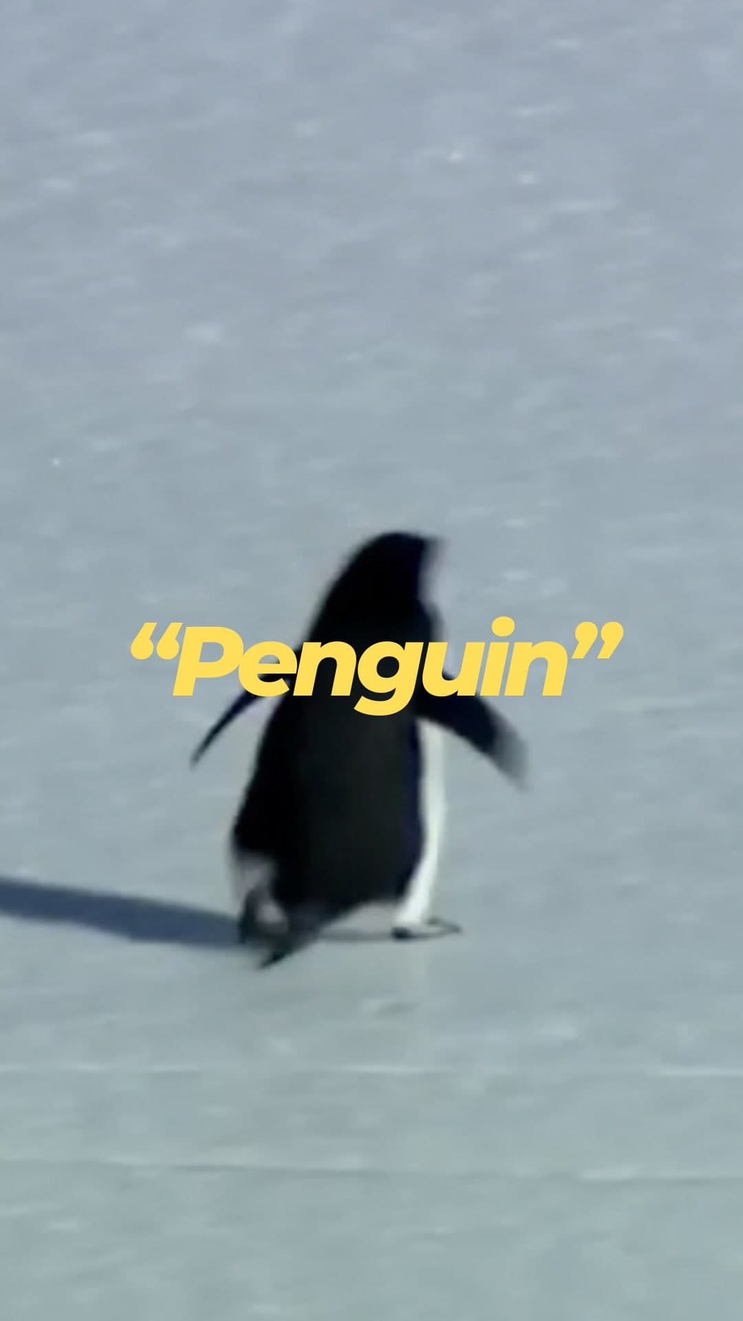 Still from Be the damn penguin